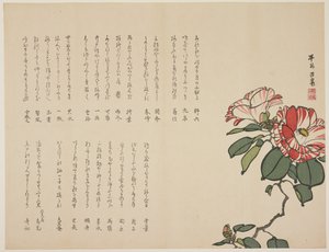 Camelia in fiore da Hyakuj